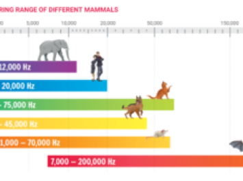 Hearing Ranges of Mammals