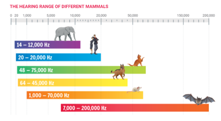 Hearing Ranges of Mammals