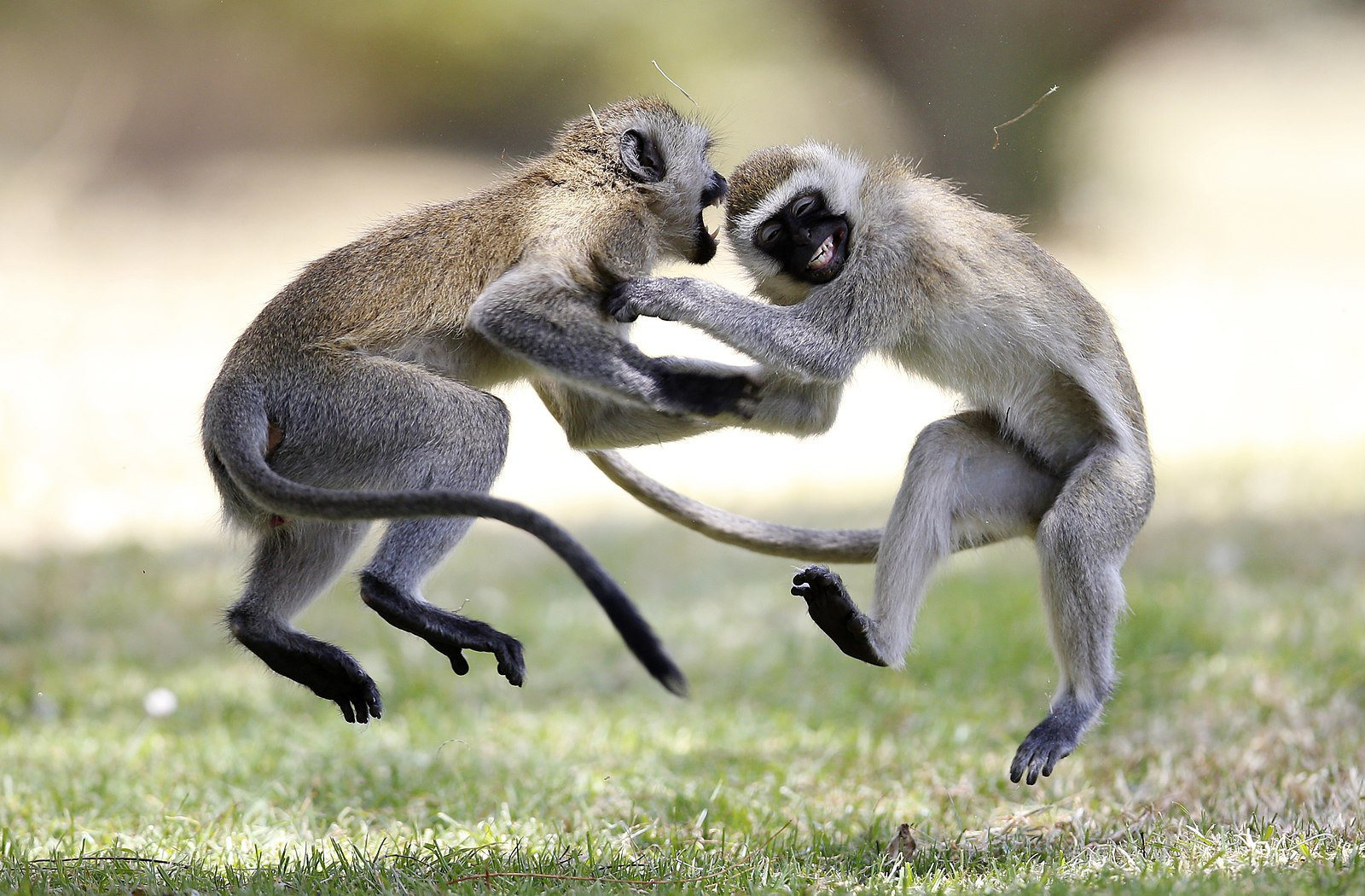 Monkeys at play