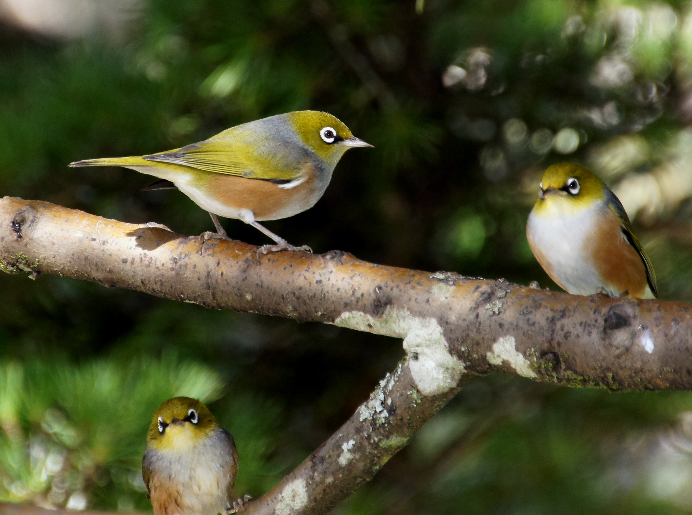 The silvereye or waxeye