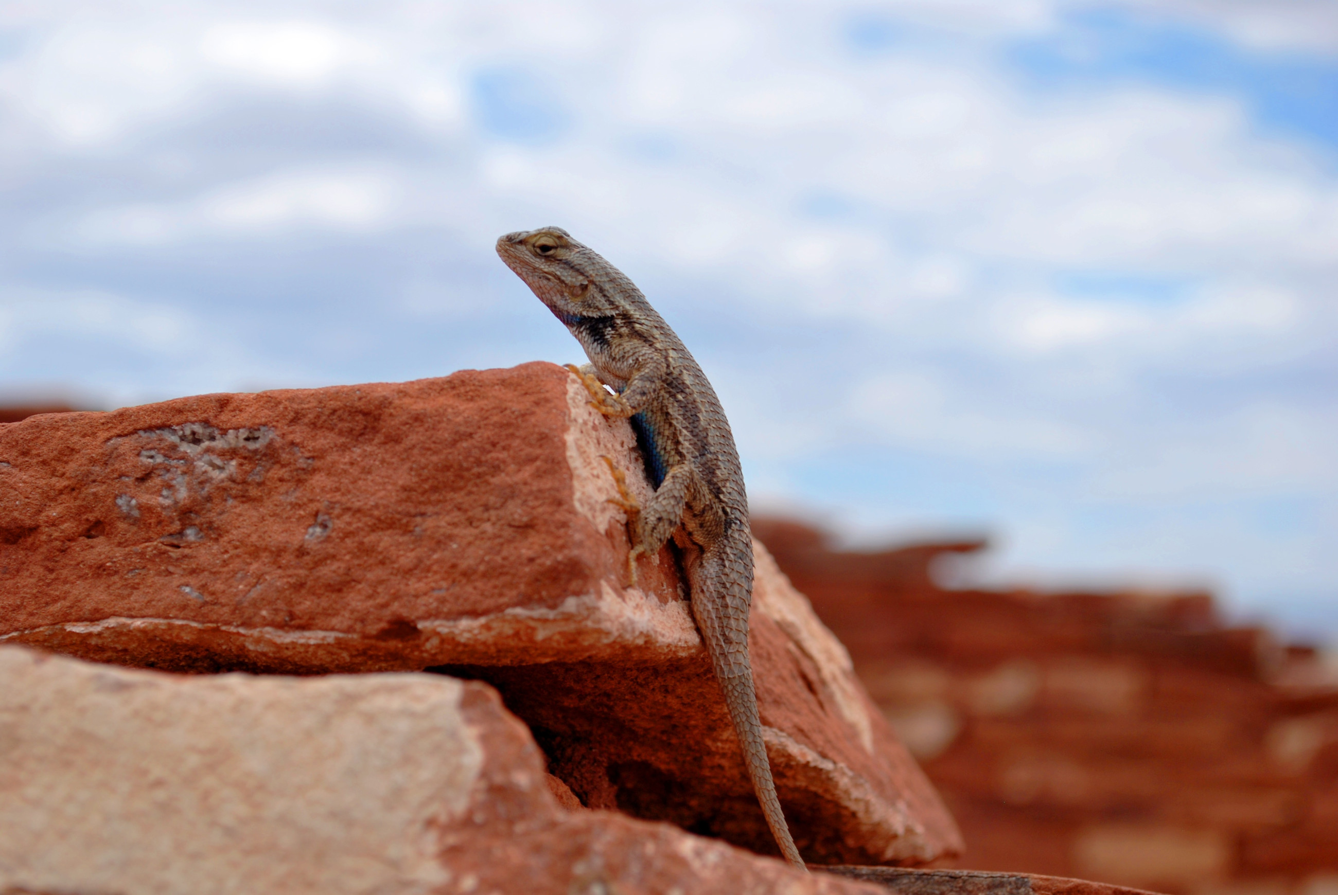 Gecko climbing rock
