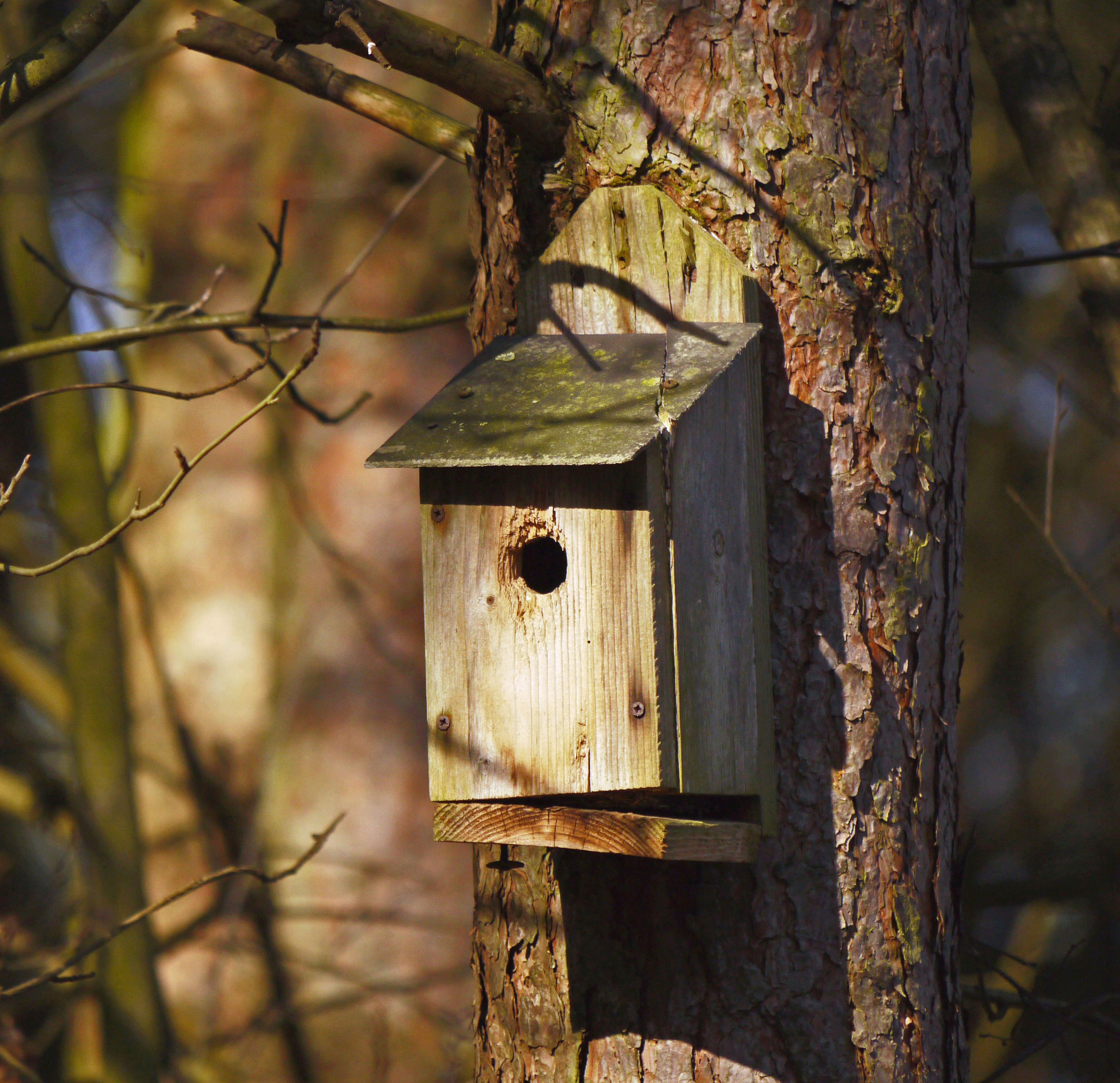 Nest box