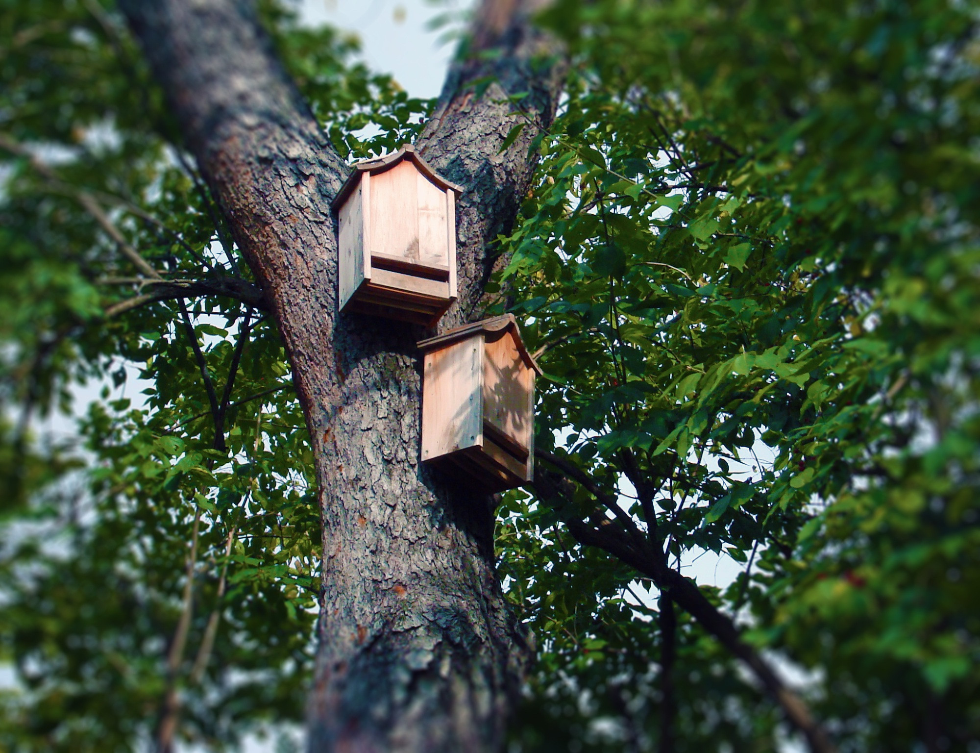 Bat hotel