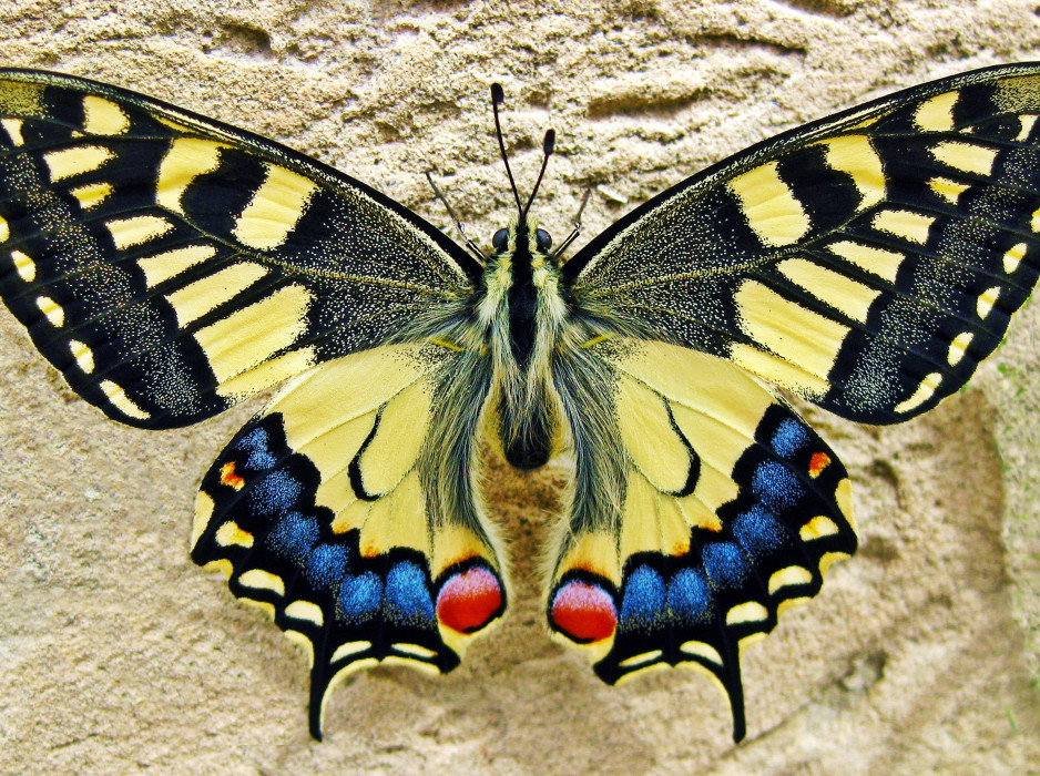 butterfly