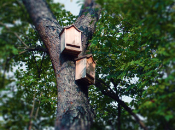 Bat house